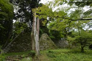 写真/図表